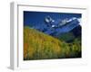 Aspen Trees, San Juan Mts, Colorado-David Carriere-Framed Premium Photographic Print