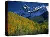 Aspen Trees, San Juan Mts, Colorado-David Carriere-Stretched Canvas