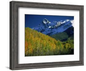 Aspen Trees, San Juan Mts, Colorado-David Carriere-Framed Photographic Print