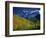 Aspen Trees, San Juan Mts, Colorado-David Carriere-Framed Photographic Print