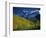 Aspen Trees, San Juan Mts, Colorado-David Carriere-Framed Photographic Print