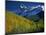 Aspen Trees, San Juan Mts, Colorado-David Carriere-Mounted Photographic Print