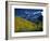 Aspen Trees, San Juan Mts, Colorado-David Carriere-Framed Photographic Print