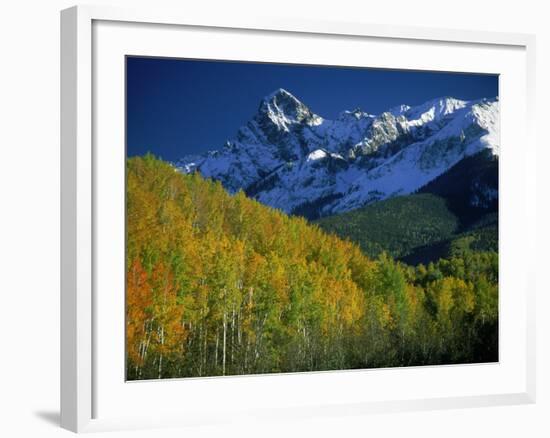 Aspen Trees, San Juan Mts, Colorado-David Carriere-Framed Photographic Print