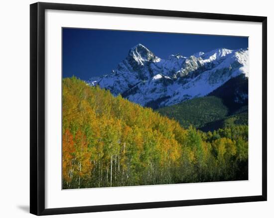 Aspen Trees, San Juan Mts, Colorado-David Carriere-Framed Photographic Print