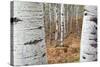 Aspen Trees, Uinta-Wasatch-Cache National Forest, Utah, USA-Charles Gurche-Stretched Canvas