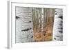 Aspen Trees, Uinta-Wasatch-Cache National Forest, Utah, USA-Charles Gurche-Framed Photographic Print