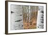 Aspen Trees, Uinta-Wasatch-Cache National Forest, Utah, USA-Charles Gurche-Framed Photographic Print