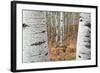 Aspen Trees, Uinta-Wasatch-Cache National Forest, Utah, USA-Charles Gurche-Framed Photographic Print