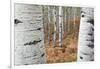 Aspen Trees, Uinta-Wasatch-Cache National Forest, Utah, USA-Charles Gurche-Framed Photographic Print