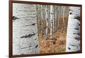 Aspen Trees, Uinta-Wasatch-Cache National Forest, Utah, USA-Charles Gurche-Framed Photographic Print