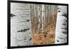 Aspen Trees, Uinta-Wasatch-Cache National Forest, Utah, USA-Charles Gurche-Framed Photographic Print