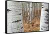 Aspen Trees, Uinta-Wasatch-Cache National Forest, Utah, USA-Charles Gurche-Framed Stretched Canvas