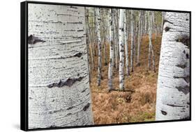 Aspen Trees, Uinta-Wasatch-Cache National Forest, Utah, USA-Charles Gurche-Framed Stretched Canvas