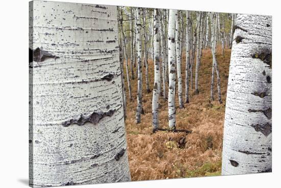 Aspen Trees, Uinta-Wasatch-Cache National Forest, Utah, USA-Charles Gurche-Stretched Canvas