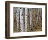 Aspen Trees, Uinta-Wasatch-Cache National Forest, Utah, USA-Charles Gurche-Framed Photographic Print