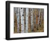 Aspen Trees, Uinta-Wasatch-Cache National Forest, Utah, USA-Charles Gurche-Framed Photographic Print