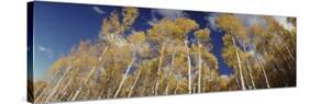 Aspen Trees, Uncompahque National Park, Colorado, USA-null-Stretched Canvas