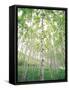 Aspen Trees, View From Below-null-Framed Stretched Canvas