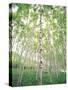 Aspen Trees, View From Below-null-Stretched Canvas