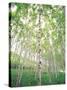 Aspen Trees, View From Below-null-Stretched Canvas