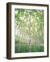 Aspen Trees, View From Below-null-Framed Photographic Print