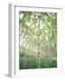 Aspen Trees, View From Below-null-Framed Photographic Print
