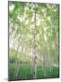 Aspen Trees, View From Below-null-Mounted Photographic Print