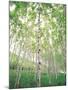Aspen Trees, View From Below-null-Mounted Photographic Print