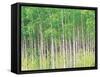 Aspen Trees, View From Below-null-Framed Stretched Canvas