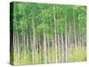 Aspen Trees, View From Below-null-Stretched Canvas