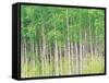 Aspen Trees, View From Below-null-Framed Stretched Canvas