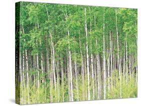 Aspen Trees, View From Below-null-Stretched Canvas