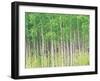 Aspen Trees, View From Below-null-Framed Photographic Print