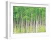 Aspen Trees, View From Below-null-Framed Photographic Print