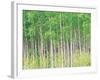 Aspen Trees, View From Below-null-Framed Photographic Print