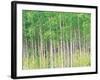 Aspen Trees, View From Below-null-Framed Photographic Print