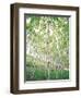 Aspen Trees, View From Below-null-Framed Photographic Print