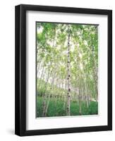 Aspen Trees, View From Below-null-Framed Photographic Print