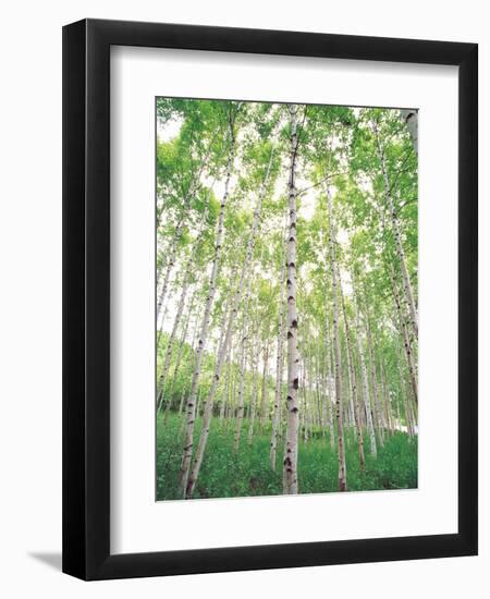 Aspen Trees, View From Below-null-Framed Photographic Print