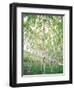 Aspen Trees, View From Below-null-Framed Photographic Print