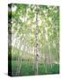 Aspen Trees, View From Below-null-Stretched Canvas