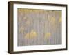 Aspen Trees, White River National Forest, Colorado, USA-Don Grall-Framed Photographic Print
