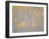 Aspen Trees, White River National Forest, Colorado, USA-Don Grall-Framed Photographic Print