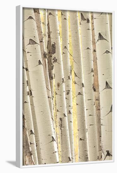 Aspen Trees, White River National Forest Colorado, USA-Charles Gurche-Framed Photographic Print