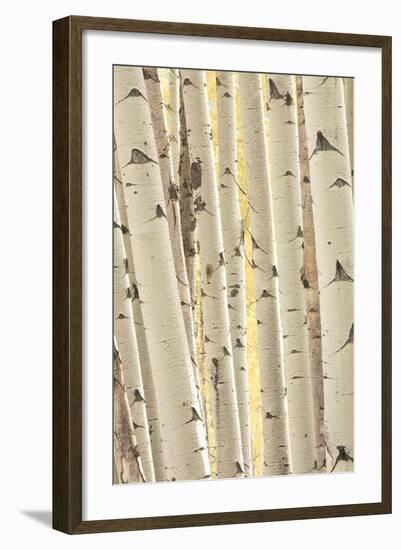 Aspen Trees, White River National Forest Colorado, USA-Charles Gurche-Framed Photographic Print