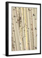 Aspen Trees, White River National Forest Colorado, USA-Charles Gurche-Framed Photographic Print