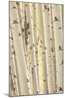 Aspen Trees, White River National Forest Colorado, USA-Charles Gurche-Mounted Photographic Print