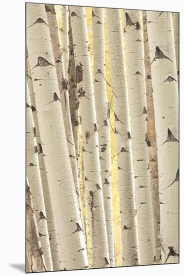 Aspen Trees, White River National Forest Colorado, USA-Charles Gurche-Mounted Premium Photographic Print