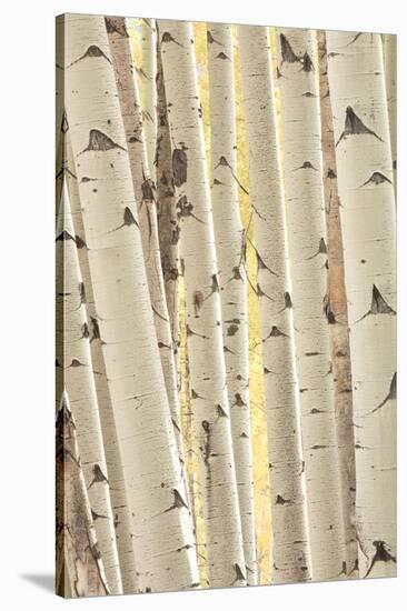 Aspen Trees, White River National Forest Colorado, USA-Charles Gurche-Stretched Canvas